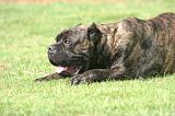 CANE CORSO 1461
